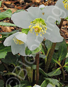 Helleborus x hybridus 'Mardi Gras Dove'
